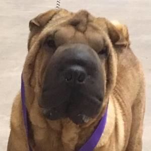 Meet your Posher, Domino